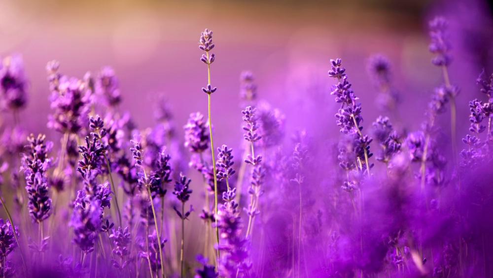 Purple lavender wallpaper