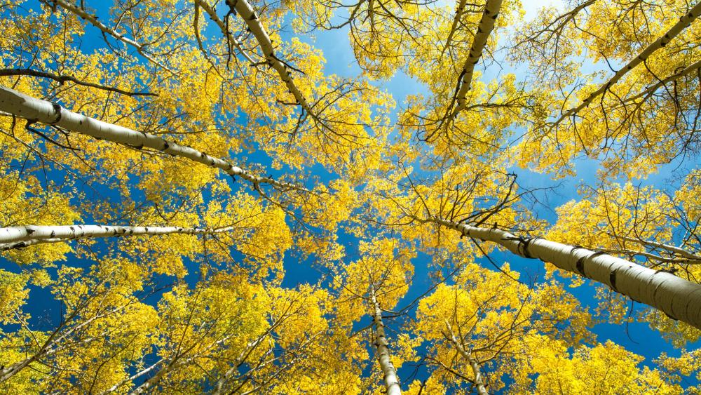 American Aspen trees low angle view wallpaper