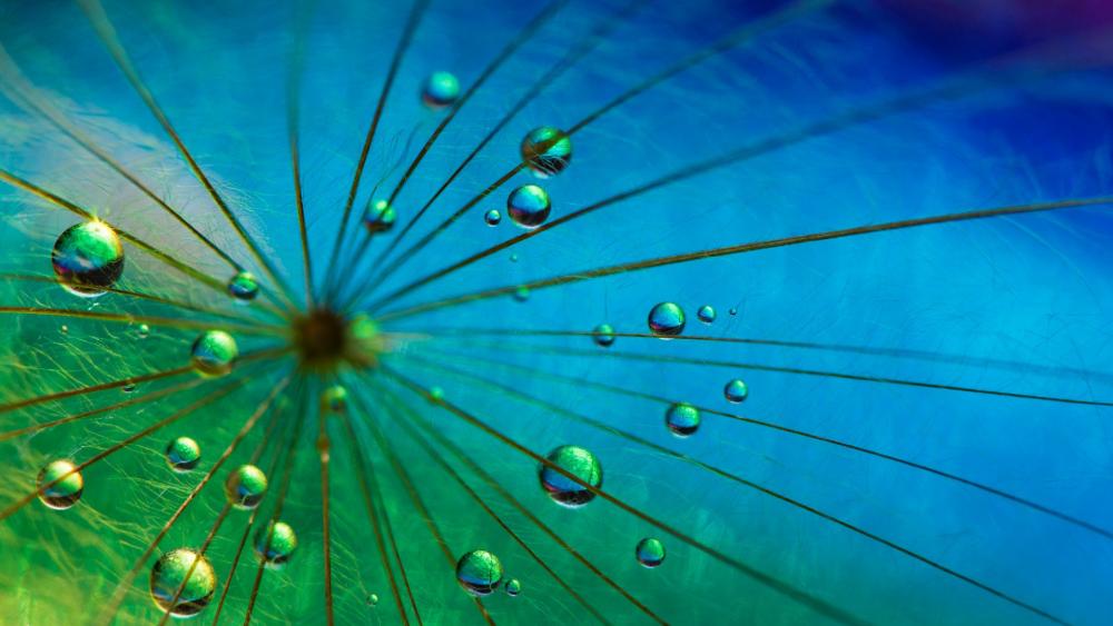 Dewdrops on a dandelion fluff macro photography wallpaper