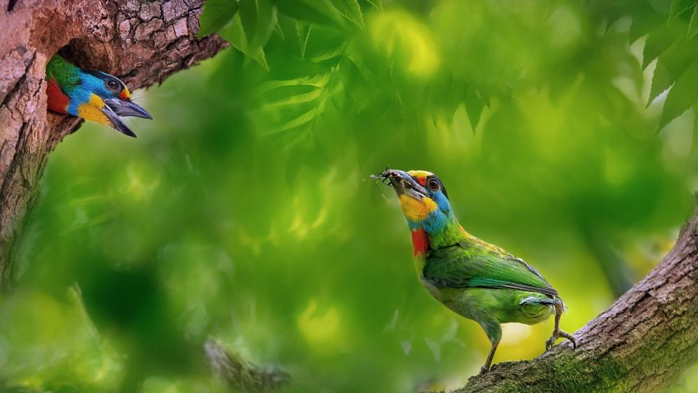 Colorful birds wallpaper