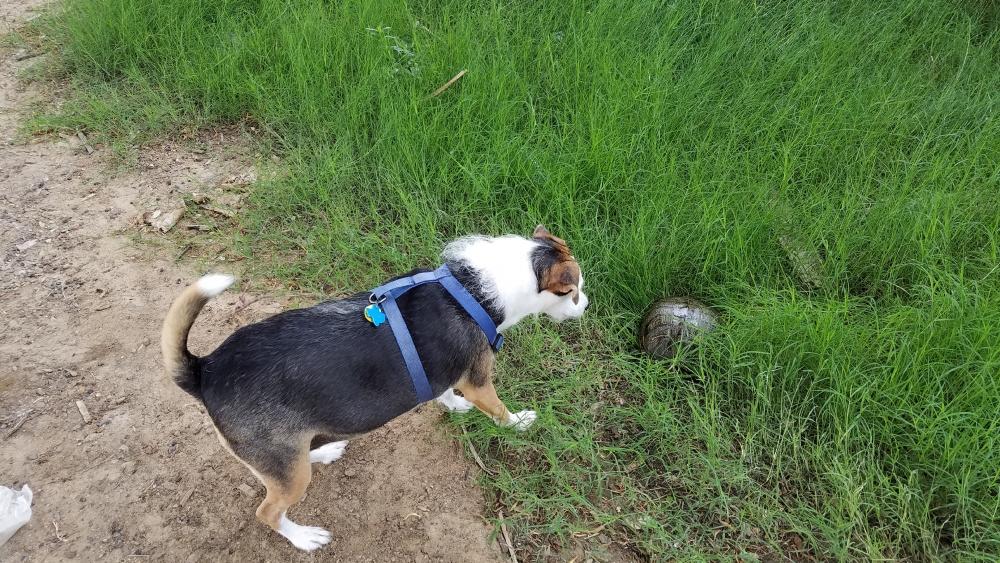 Dog with turtle wallpaper