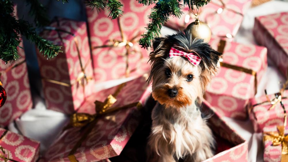 Yorkshire Terrier for Christmas wallpaper