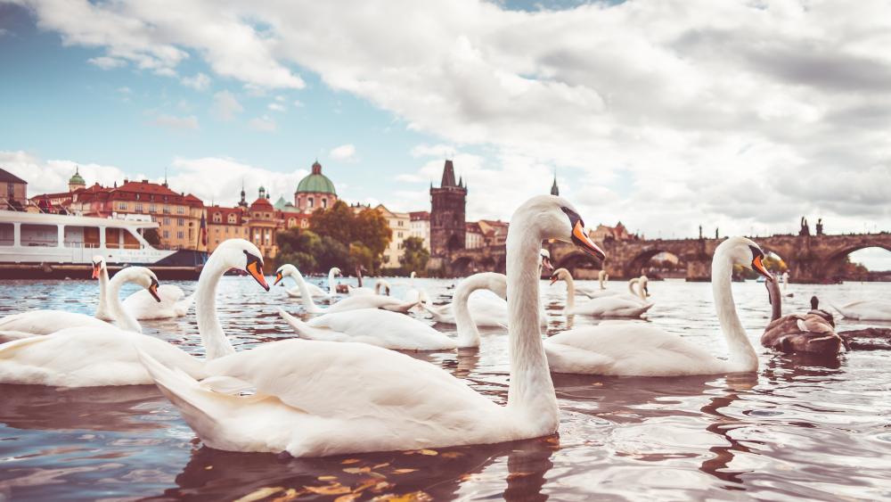 White swans on the Vltava river in Prague wallpaper