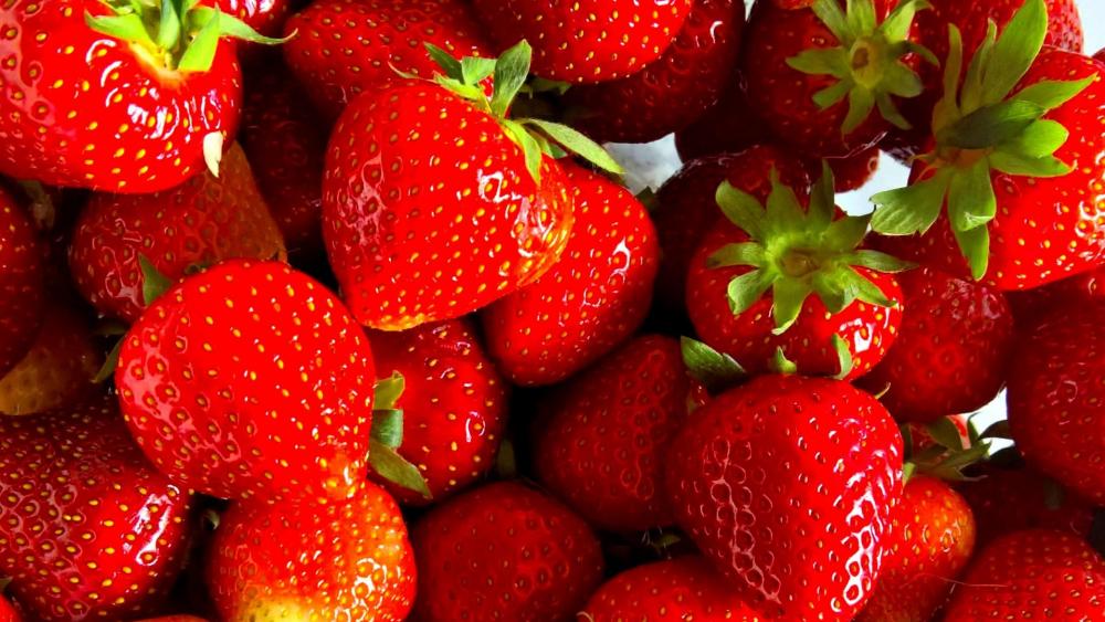 Strawberry Extravaganza Fresh and Ripe wallpaper