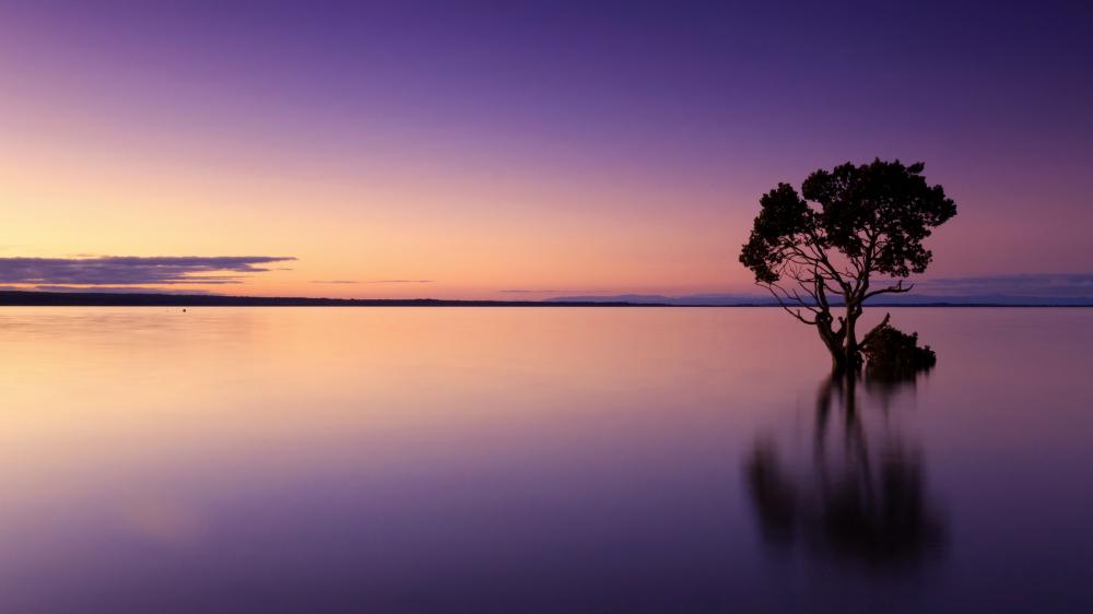 Solitary tree reflection wallpaper