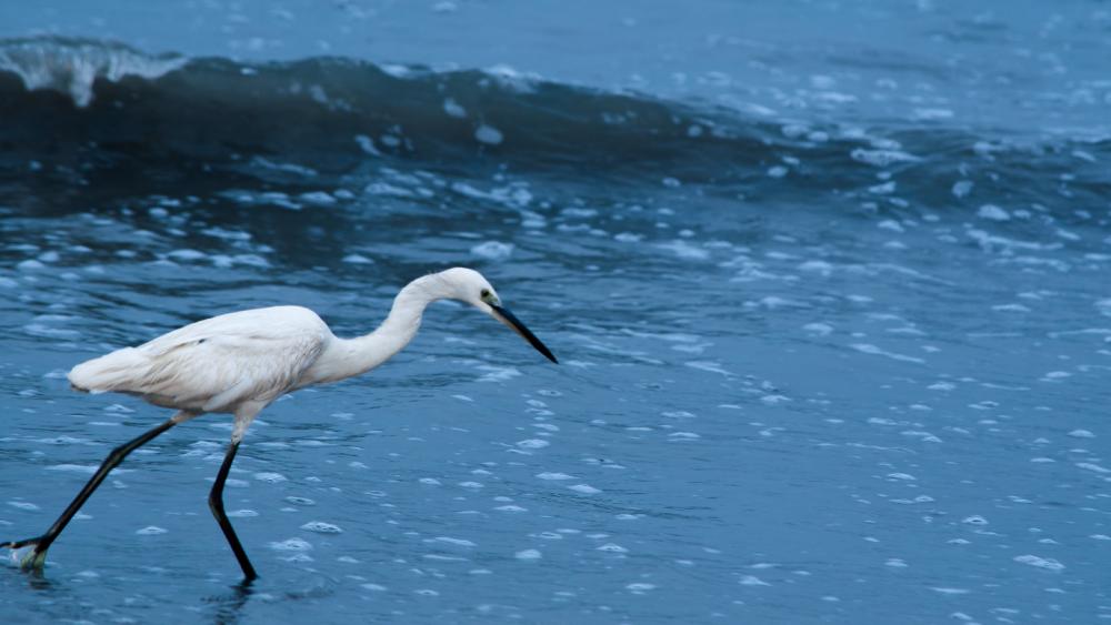 Little Egret wallpaper