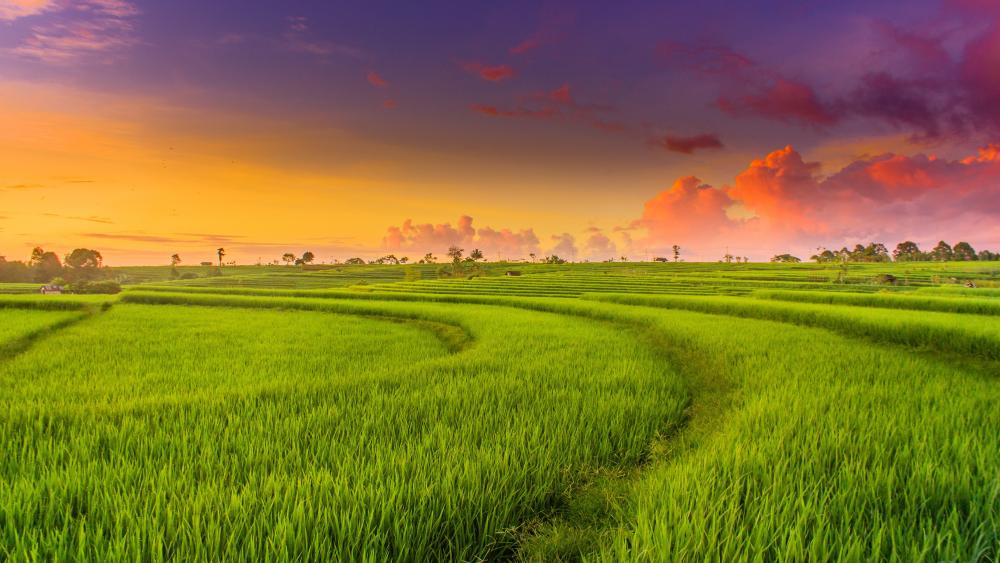 Green paddy field landscape wallpaper
