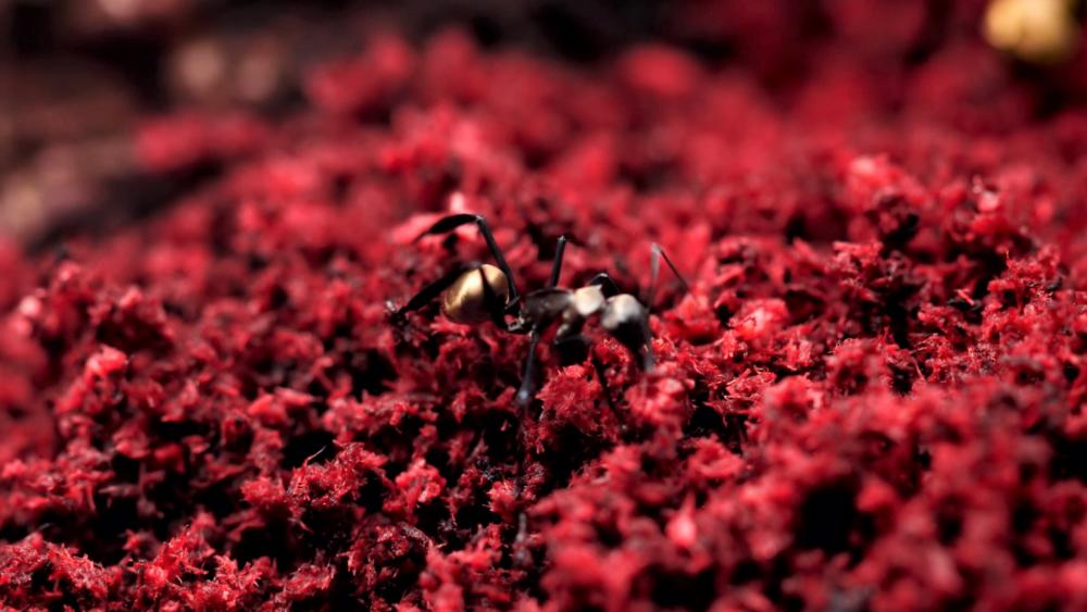 Ant wallpaper