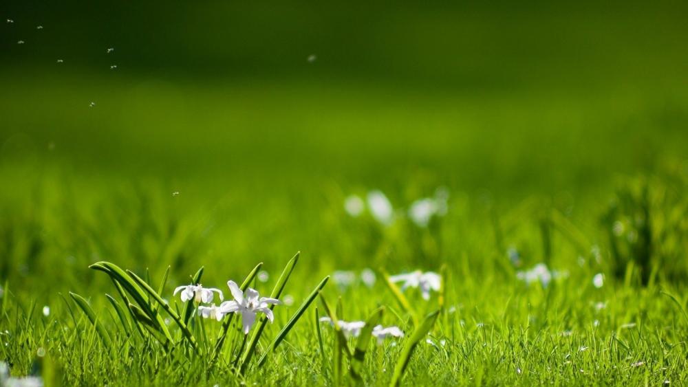 White flowers in the green grass wallpaper