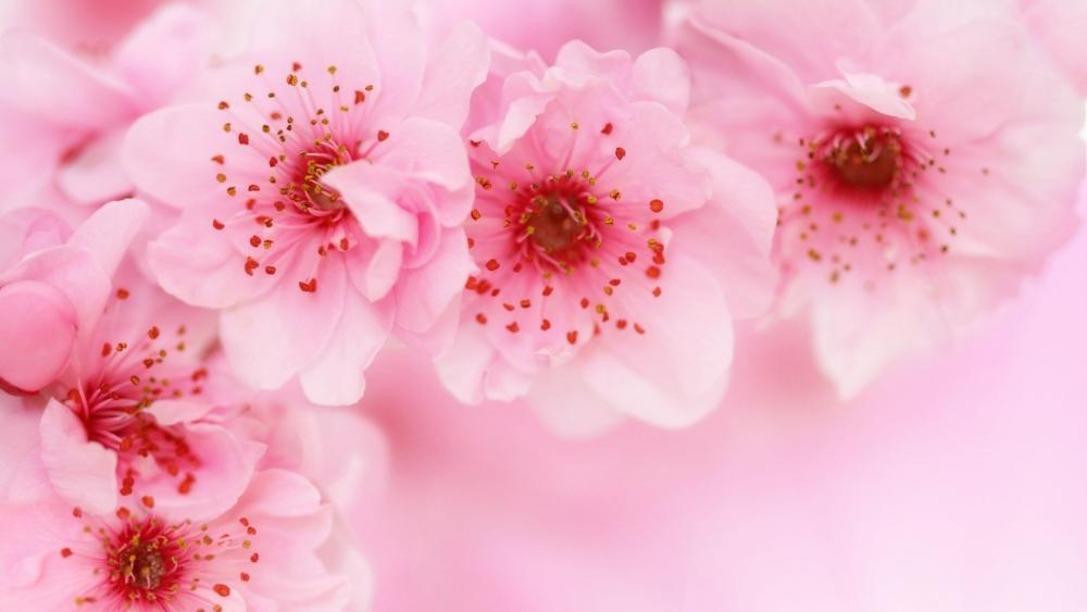 Pink cherry blossom wallpaper