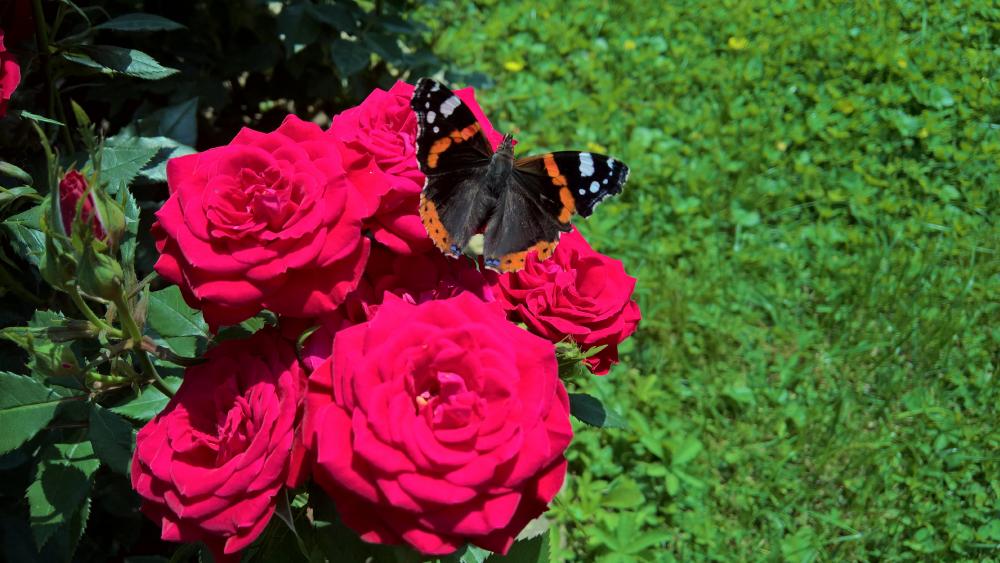 Butterfly on the red roses wallpaper