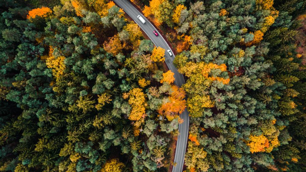 Road in the fall forest from above wallpaper