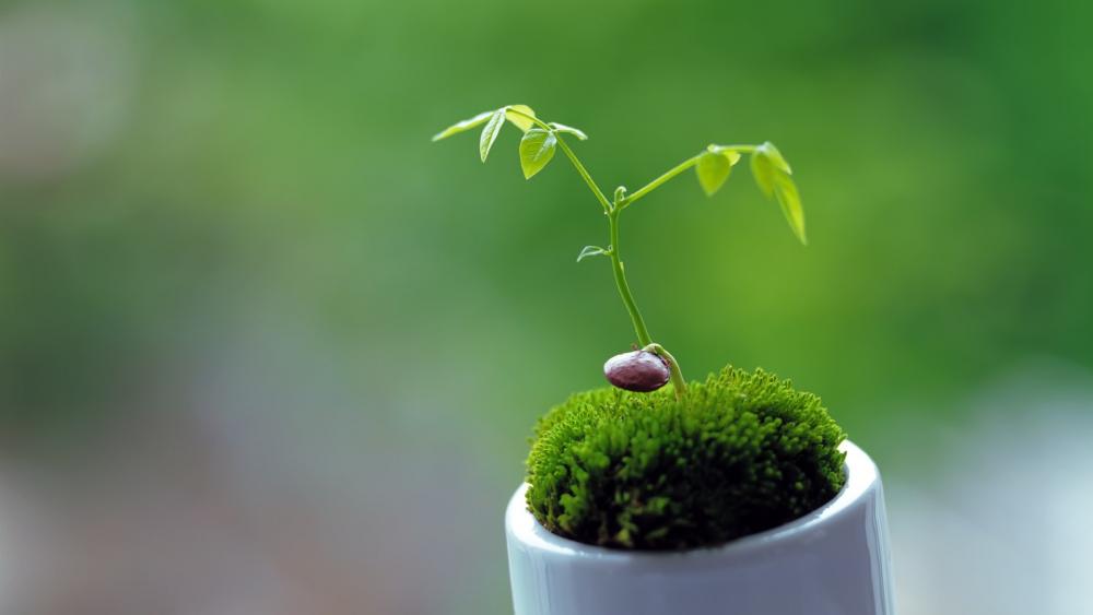 Green plant macro photo wallpaper