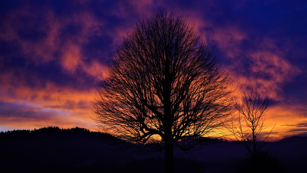 Tree silhouette in the sunset wallpaper