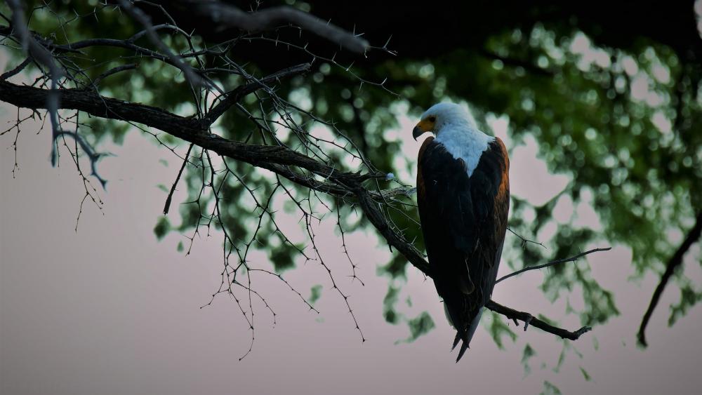 Bald eagle on a branch wallpaper