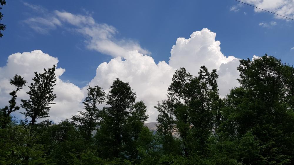 Serene Cloudy Sky Over Lush Forest wallpaper