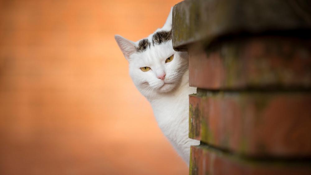 Peeking cat behind the brick wall wallpaper