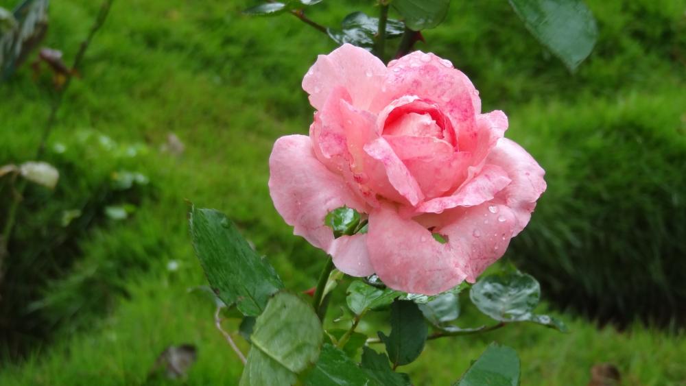 Pink rose after rain wallpaper