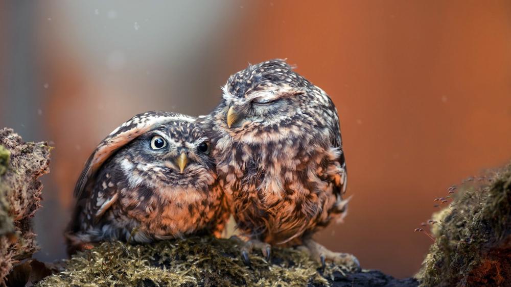 Little owl under his Mom's wing. wallpaper