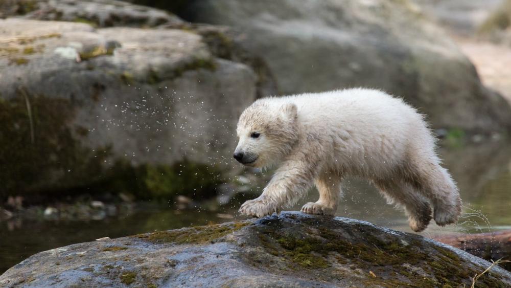 Baby Polar Bear wallpaper