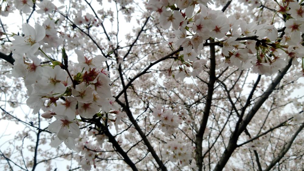 Wuhan University Cherry Blossom wallpaper