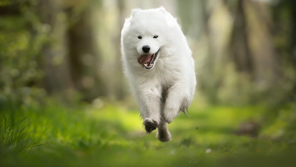 Running Samoyed dog wallpaper