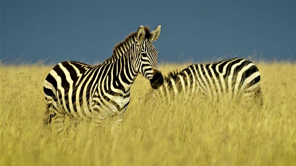Zebras wallpaper