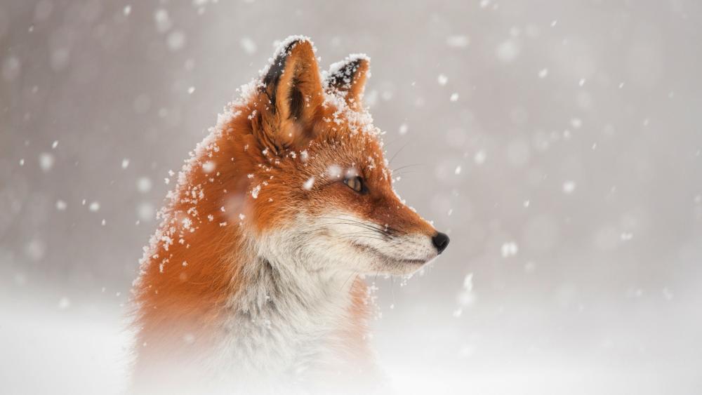 Red fox in the snowfall wallpaper