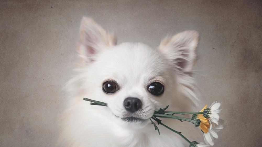 White Chihuahua dog with flowers in his mouth wallpaper