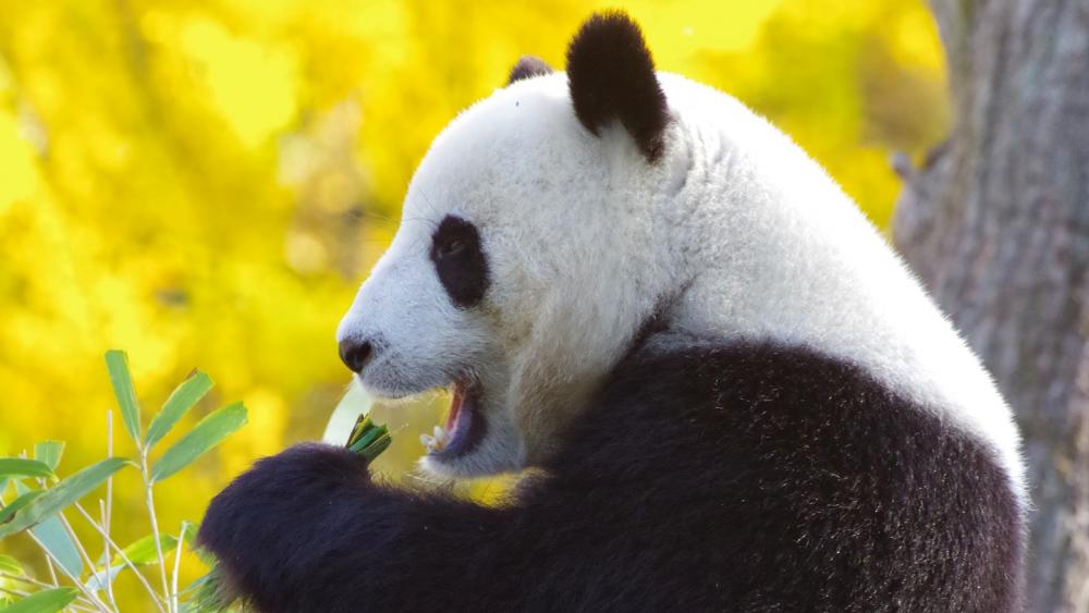 Panda bear eats wallpaper