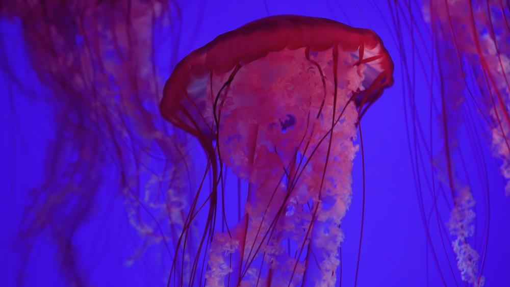 Pink jellyfish wallpaper