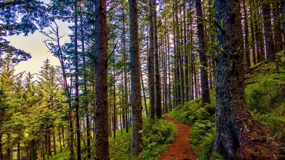 Pacific Northwest forest trail wallpaper