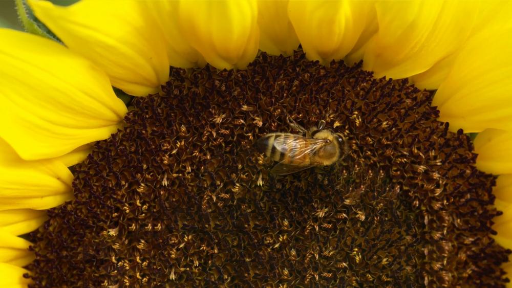 Bee (Sunflower) wallpaper