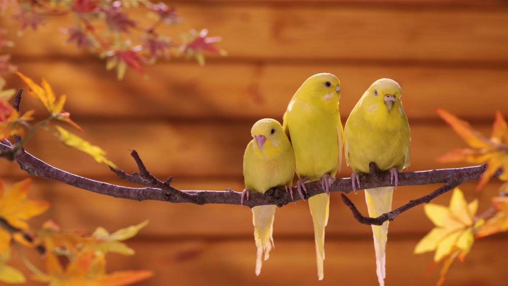 Yellow Parrots wallpaper
