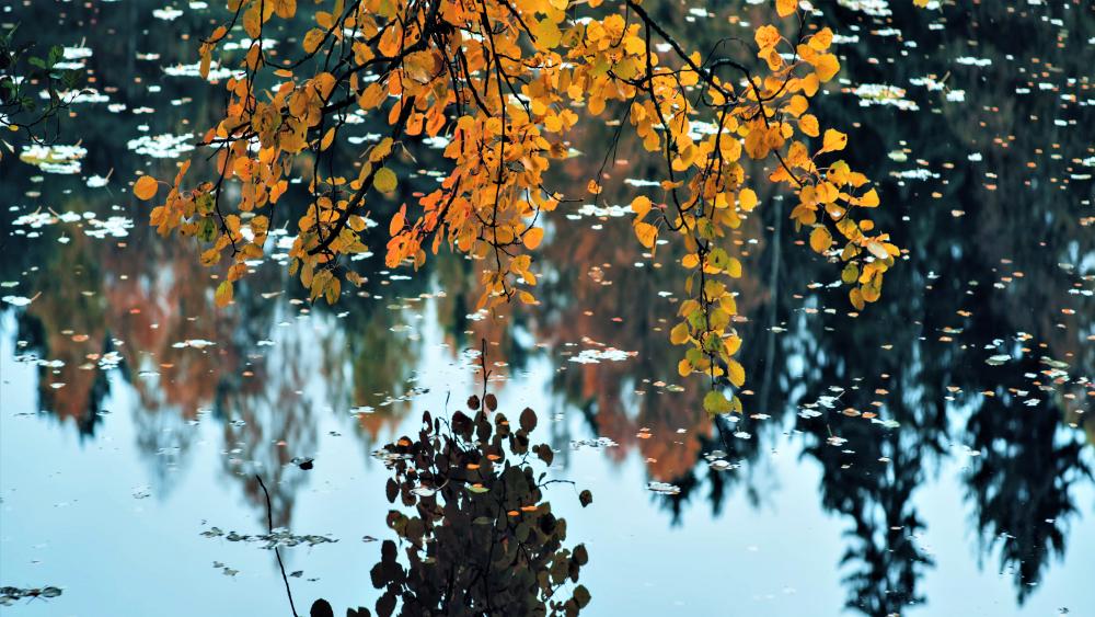 Peaceful fall nature wallpaper