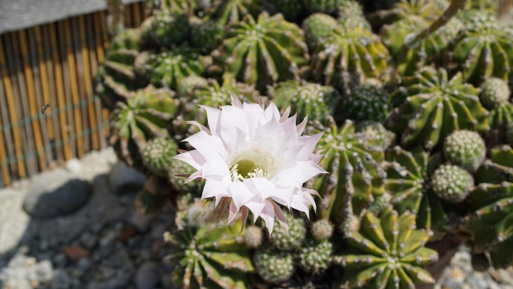 Bloomin cactus wallpaper