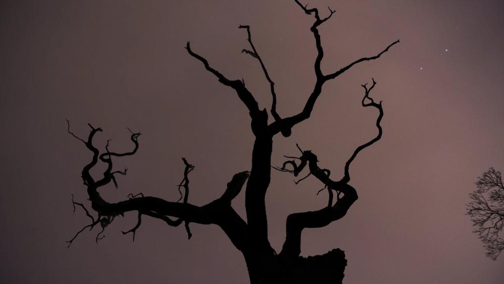 Tree silhouette wallpaper