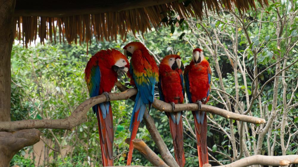Parrots at the zoo wallpaper