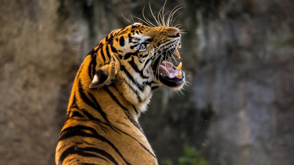 Roaring angry tiger wallpaper