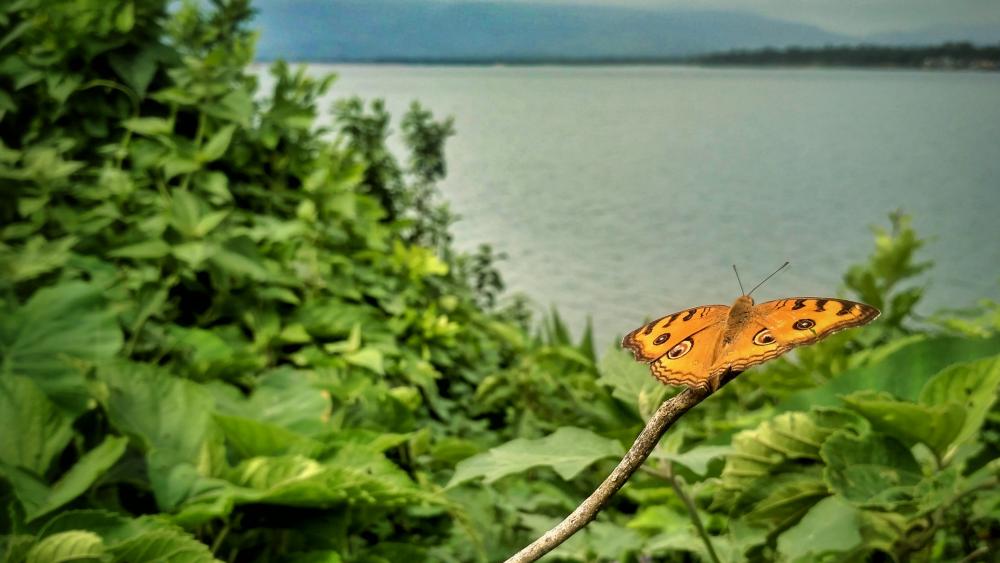 Butterfly on the river coast wallpaper