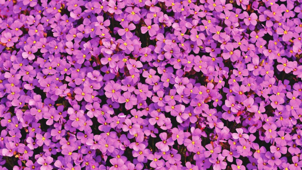 Aubrieta flowers wallpaper