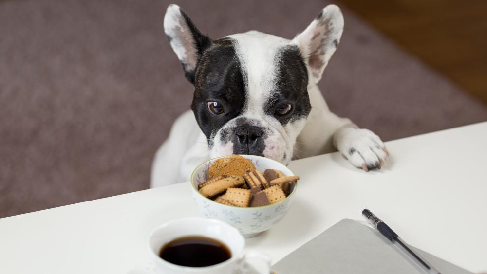 French Bulldog dog and the biscuit temptation wallpaper