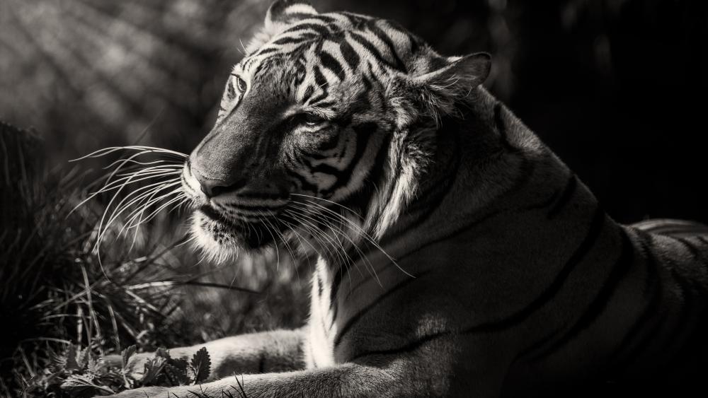Black and white Tiger photo wallpaper