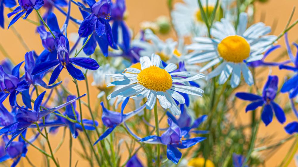 Twolobe larkspur and chamomile flowers wallpaper