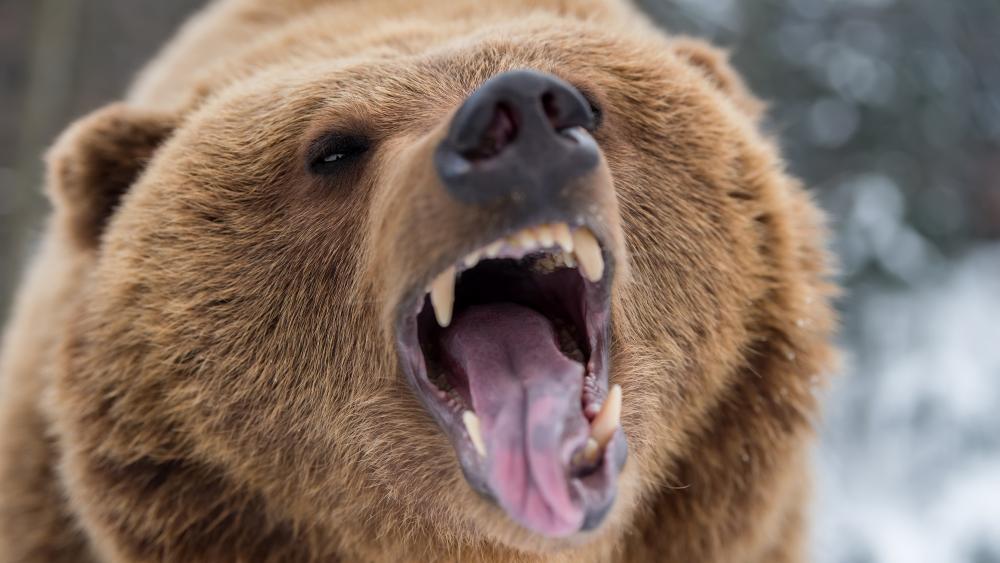Angry Grizzly bear wallpaper