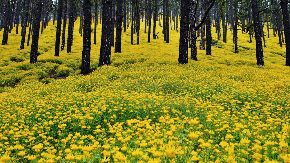 Yellow flower carpet in the forest wallpaper