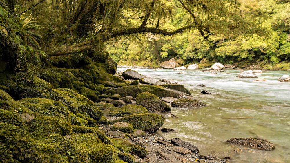 Mossy bank of the river wallpaper