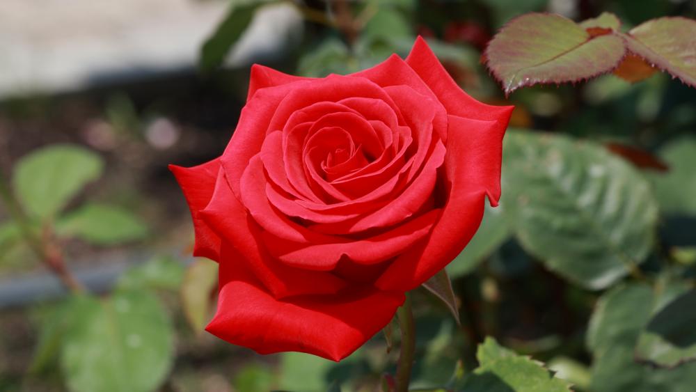 Red rose close-up wallpaper