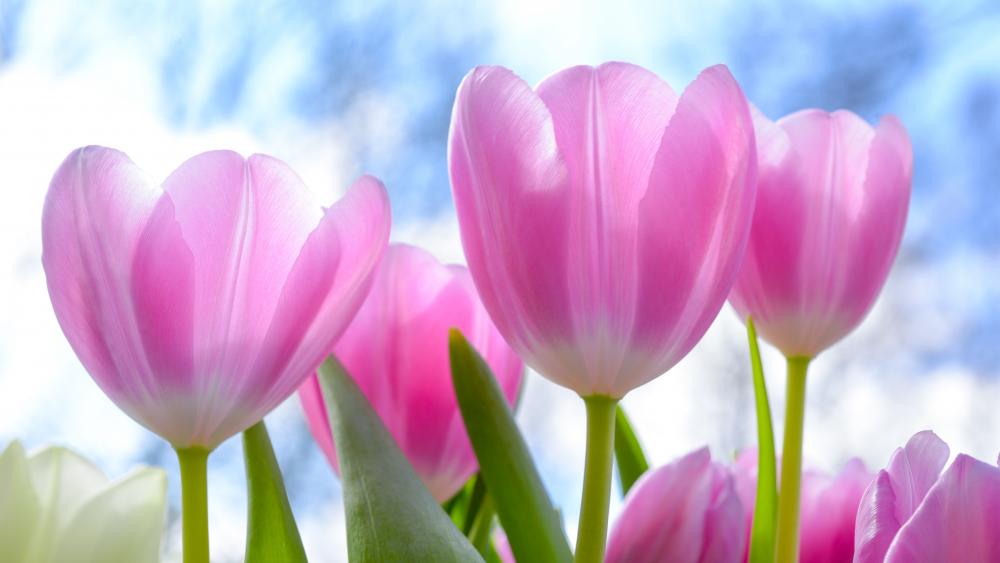 Pink tulips wallpaper