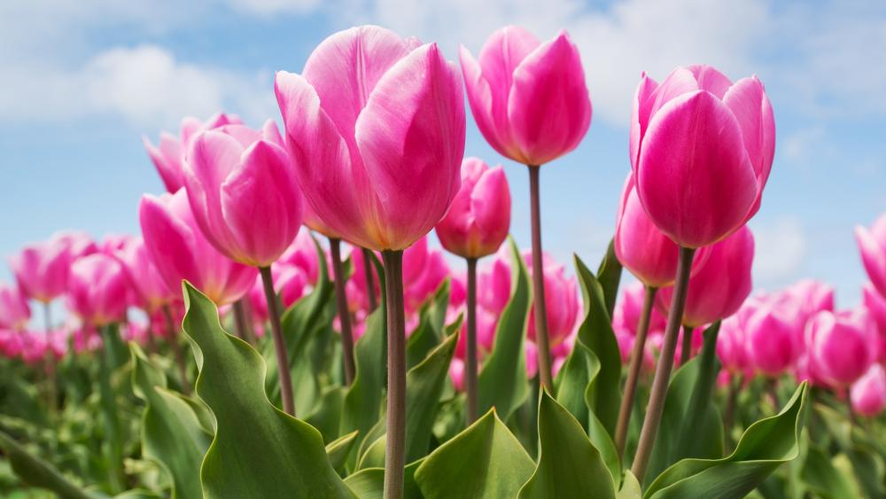 Blooming pink tulips wallpaper